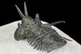 Bargain, Devil Horned Cyphaspis Trilobite #74151-4